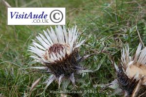 dried thistle flowers