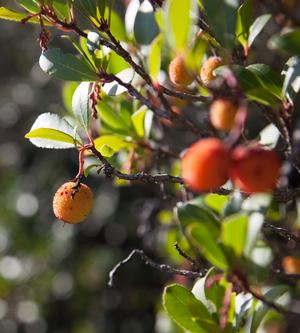 Oange berries